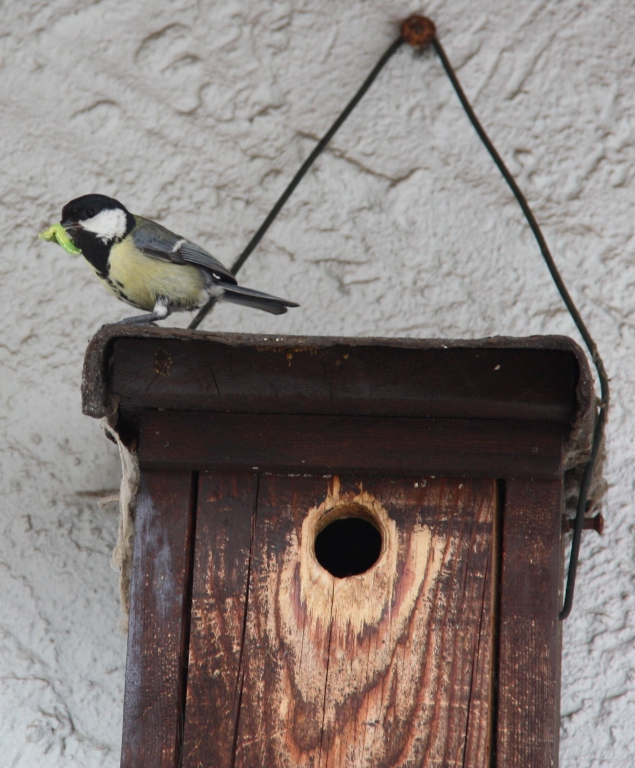 2011-05-29_Kohlmeise