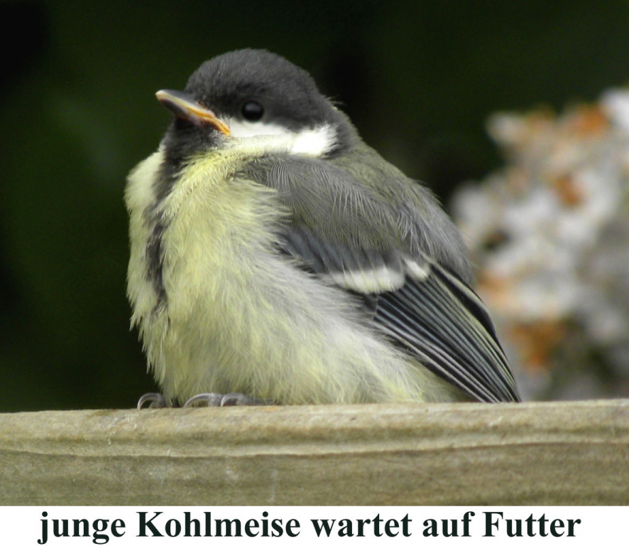 Kohlmeise001