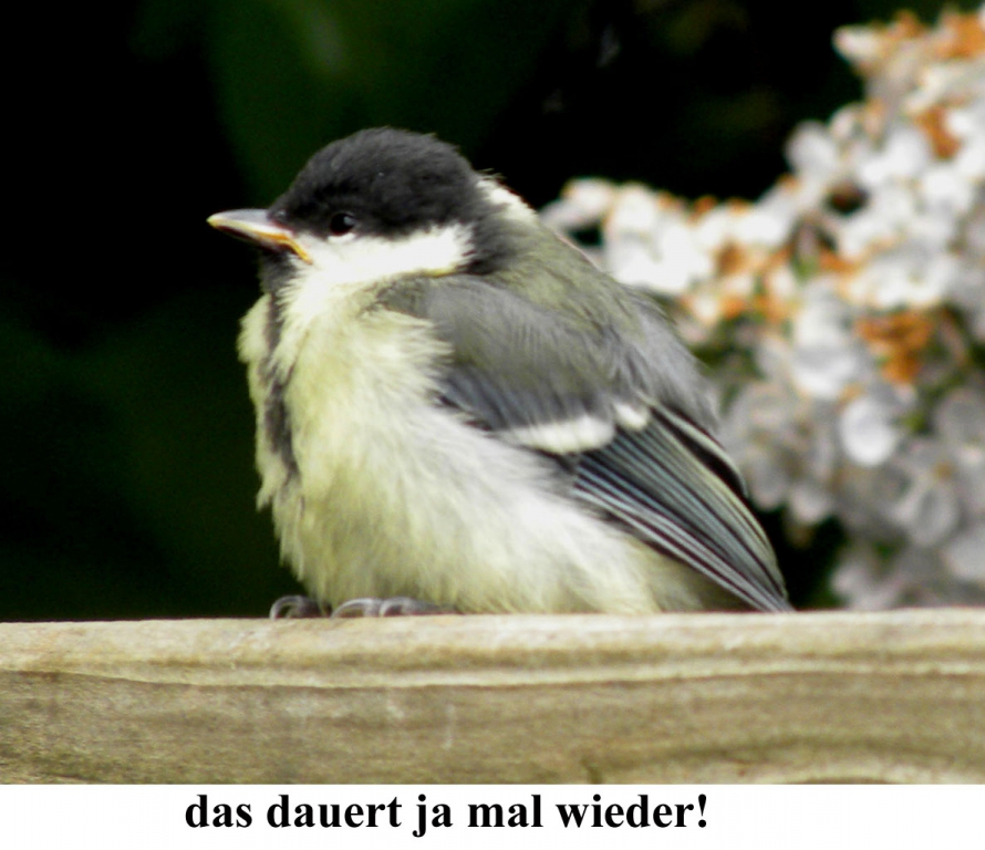 Kohlmeise002