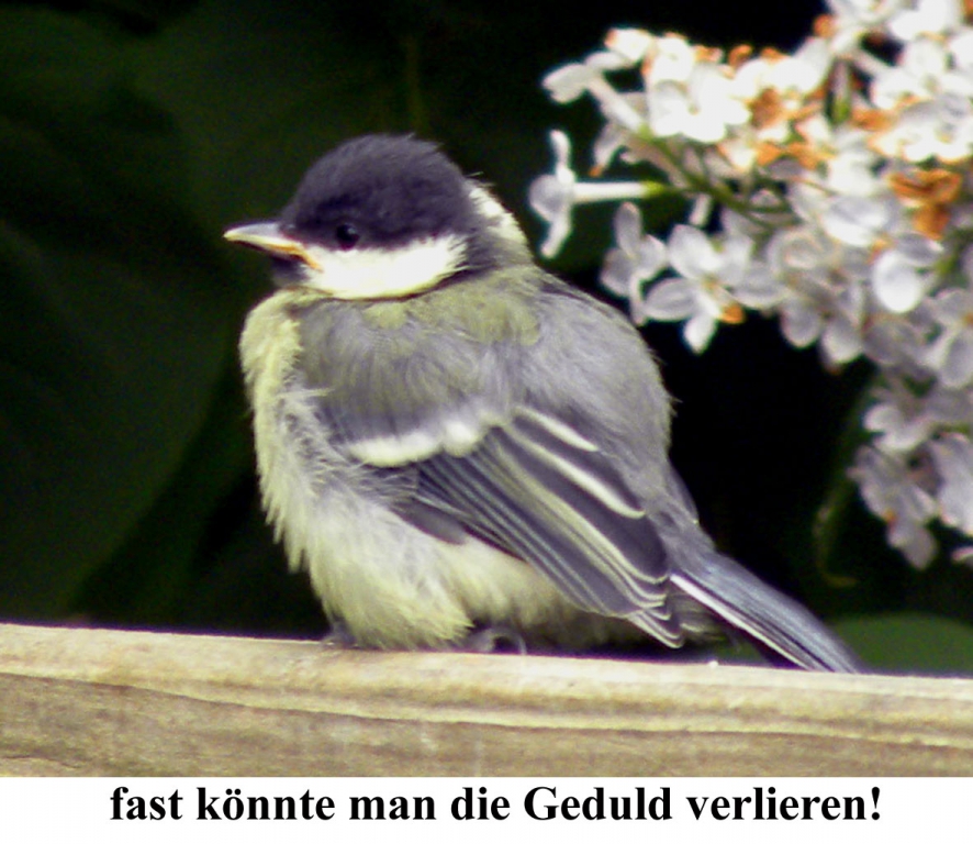 Kohlmeise003