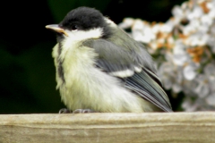 Kohlmeise002
