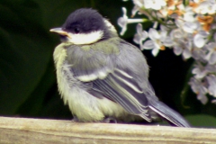 Kohlmeise003