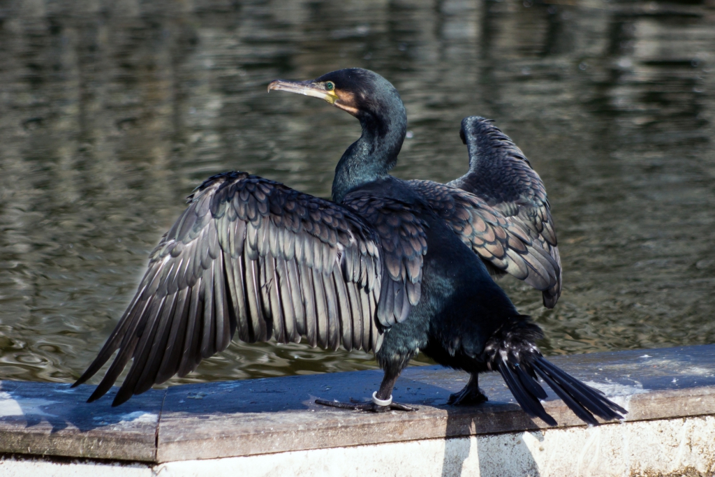 Kormoran_2014_HJS