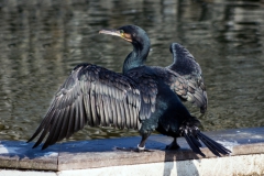 Kormoran_2014_HJS