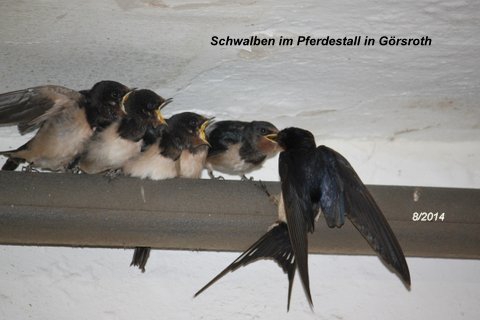 2014-08-11_Schwalben_l Huegelstr_02