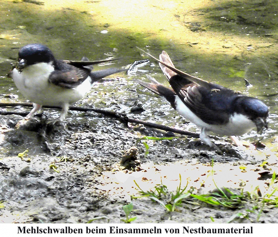 Mehlschwalben_1