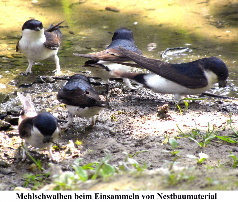 Mehlschwalben_3