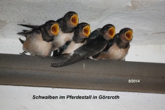 2014-08-11_Schwalben_l Huegelstr_01