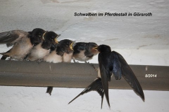 2014-08-11_Schwalben_l Huegelstr_02