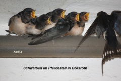2014-08-11_Schwalben_l Huegelstr_03