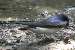Mehlschwalben_13