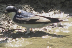 Mehlschwalben_4