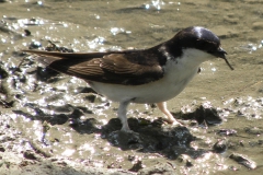 Mehlschwalben_6
