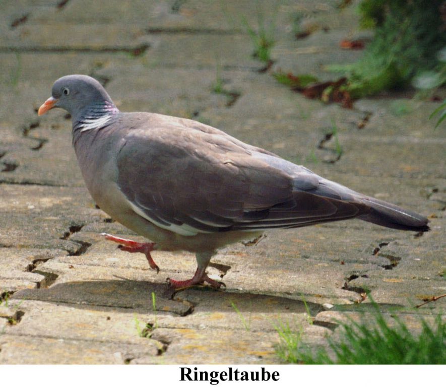 Ringeltaube