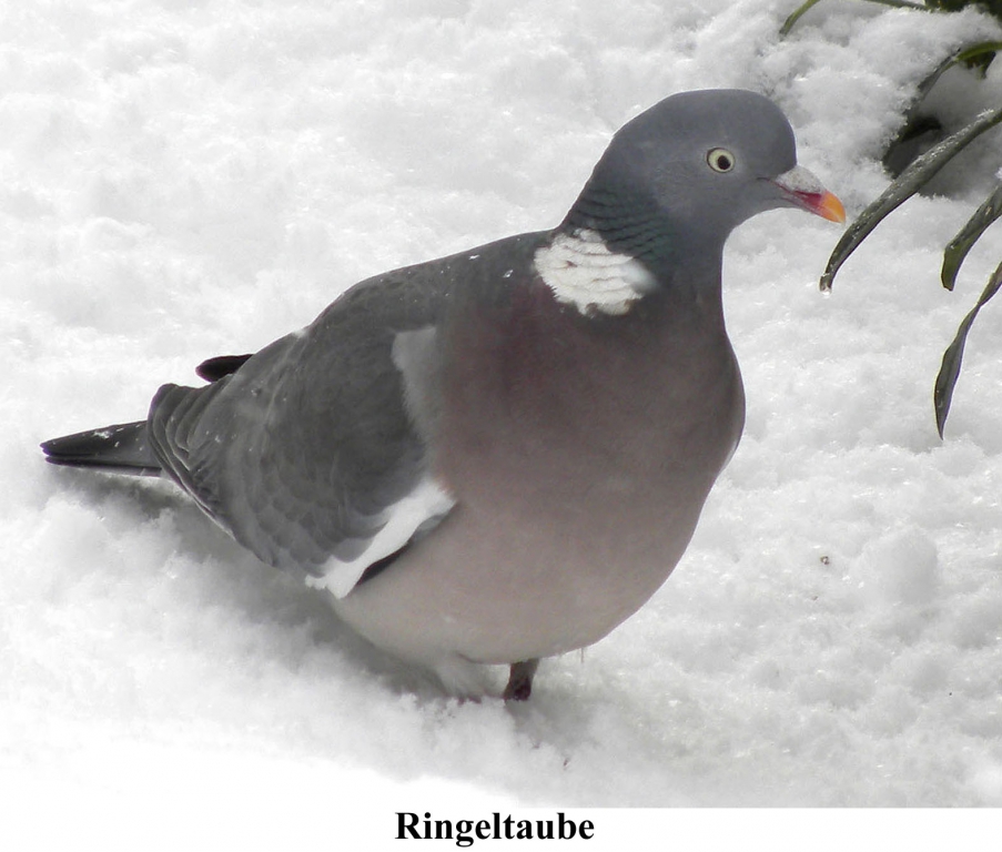 Ringeltaube01