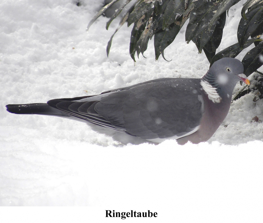 Ringeltaube02
