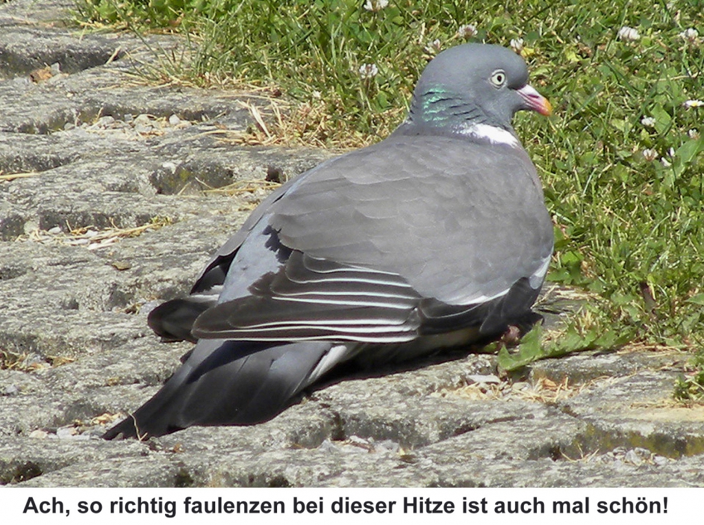 Ringeltaube03
