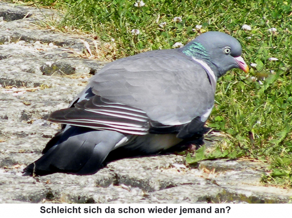 Ringeltaube04