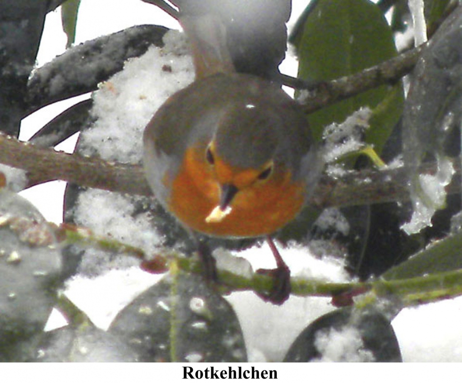 Rotkehlchen01