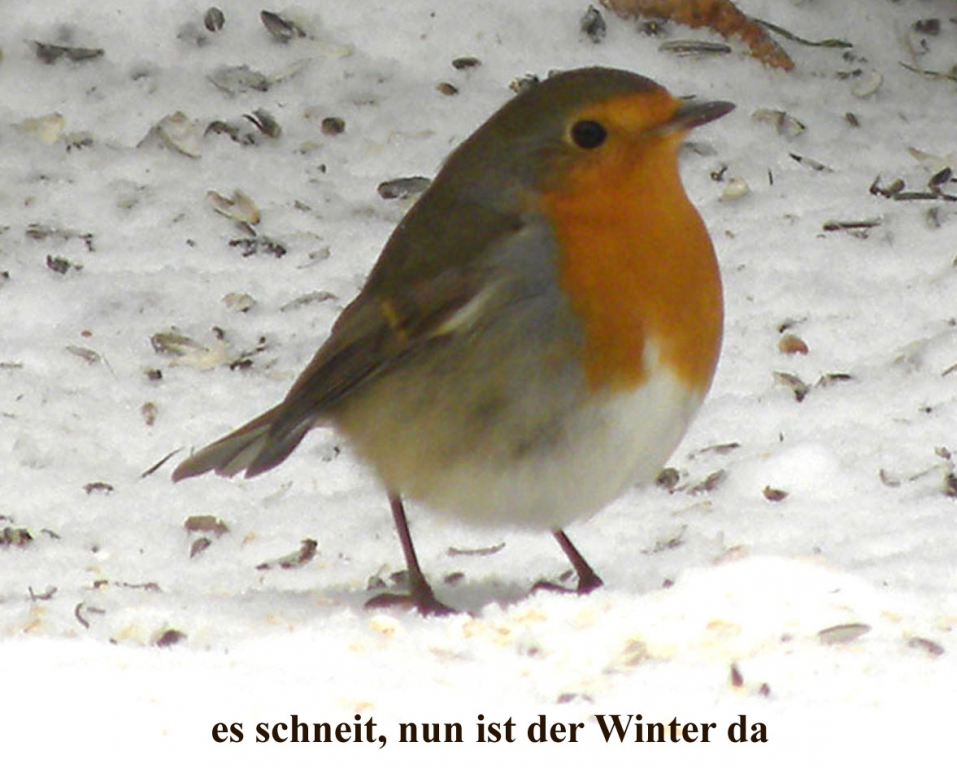 Rotkehlchen06