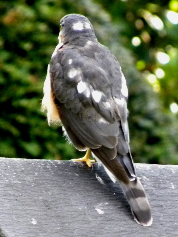 Sperber04
