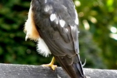 Sperber07