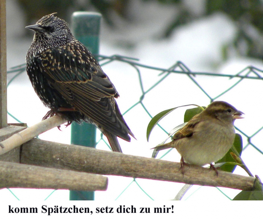 Sperling09