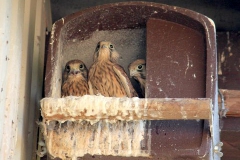 1_2015-06-05-Turmfalken-im-Nest-bei-Schauß-016