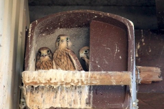 1_2015-06-05-Turmfalken-im-Nest-bei-Schauß-018