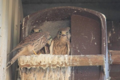2015-06-05 Turmfalken im Nest bei Schauß 003
