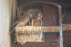 2015-06-05 Turmfalken im Nest bei Schauß 004