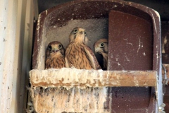 2015-06-05 Turmfalken im Nest bei Schauß 013