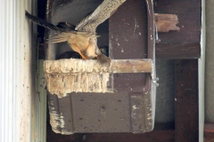 2015-06-05 Turmfalken im Nest bei Schauß 023