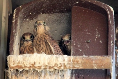 2015-06-05 Turmfalken im Nest bei Schauß 025