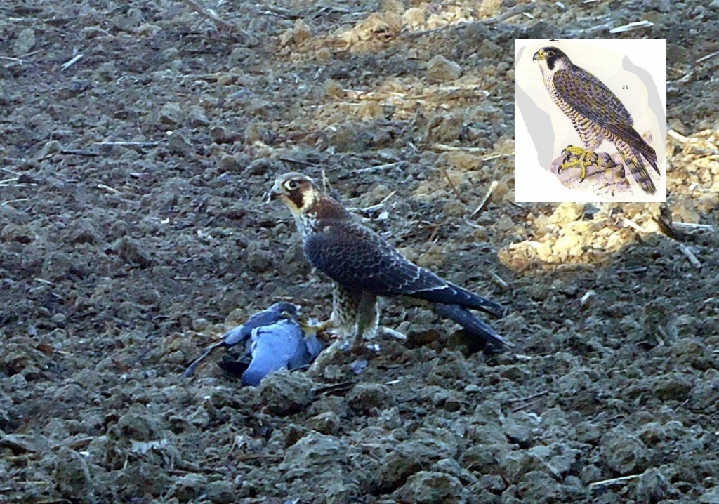 Wanderfalke (2)