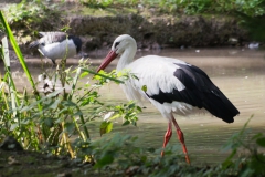 Weissstorch_01